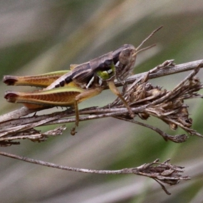Praxibulus sp. (genus) (A grasshopper) at Namadgi National Park - 1 Jan 2017 by HarveyPerkins