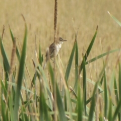 Acrocephalus australis (Australian Reed-Warbler) at Amaroo, ACT - 7 Jan 2017 by GeoffRobertson