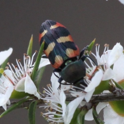 Castiarina sexplagiata (Jewel beetle) at Cotter River, ACT - 2 Jan 2017 by HarveyPerkins