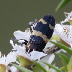 Castiarina bifasciata (Jewel beetle) at Cotter River, ACT - 2 Jan 2017 by HarveyPerkins
