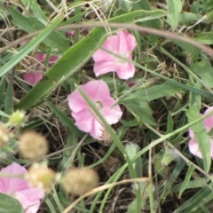 Convolvulus angustissimus subsp. angustissimus (Australian Bindweed) at Ngunnawal, ACT - 7 Jan 2017 by GeoffRobertson