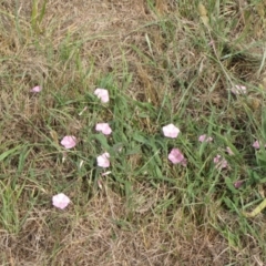 Convolvulus angustissimus subsp. angustissimus at Ngunnawal, ACT - 7 Jan 2017