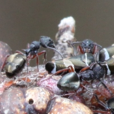 Dolichoderus scabridus (Dolly ant) at Bimberi Nature Reserve - 7 Jan 2017 by HarveyPerkins