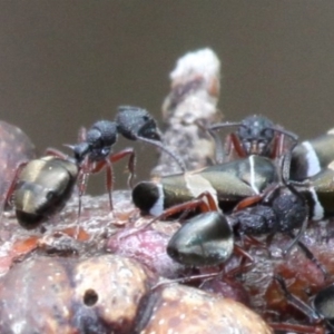 Dolichoderus scabridus at Cotter River, ACT - 7 Jan 2017