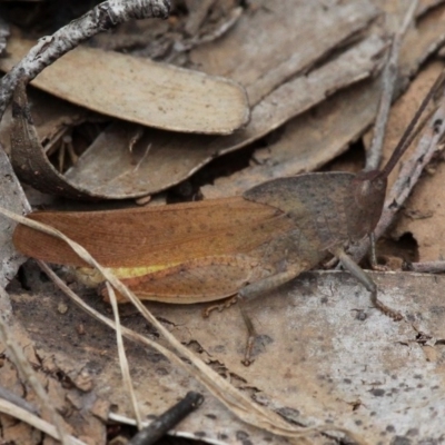 Goniaea australasiae (Gumleaf grasshopper) at Bimberi Nature Reserve - 7 Jan 2017 by HarveyPerkins