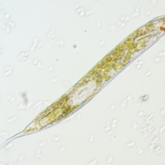 Euglena sp. (A single-celled flagellate Eukaryotes) at Kowen Woodland - 22 Dec 2016 by KenT