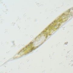 Euglena sp. at Kowen, ACT - 22 Dec 2016