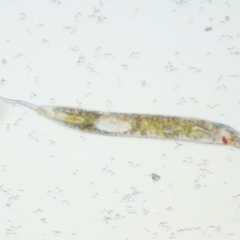 Euglena sp. at Kowen, ACT - 22 Dec 2016