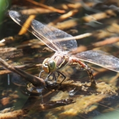 Adversaeschna brevistyla (Blue-spotted Hawker) at Cotter River, ACT - 5 Jan 2017 by KenT