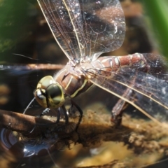 Adversaeschna brevistyla at Cotter River, ACT - 5 Jan 2017