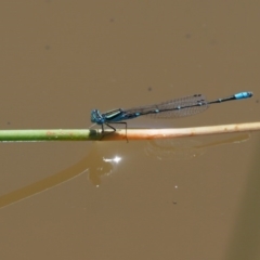 Austroagrion watsoni (Eastern Billabongfly) at Cotter River, ACT - 31 Dec 2016 by KenT