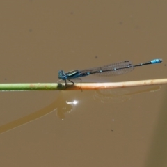 Austroagrion watsoni (Eastern Billabongfly) at Lower Cotter Catchment - 31 Dec 2016 by KenT