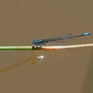 Austroagrion watsoni at Cotter River, ACT - 31 Dec 2016