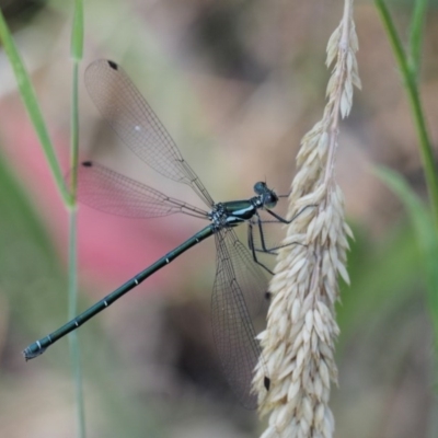 Austroargiolestes icteromelas (Common Flatwing) at Lower Cotter Catchment - 31 Dec 2016 by KenT