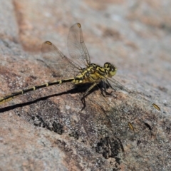 Austrogomphus guerini (Yellow-striped Hunter) at Cotter River, ACT - 31 Dec 2016 by KenT
