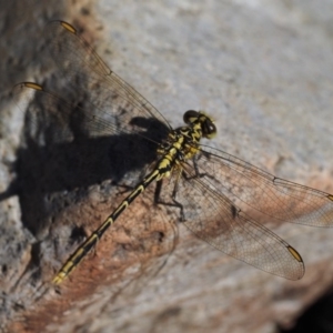 Austrogomphus guerini at Cotter River, ACT - 31 Dec 2016