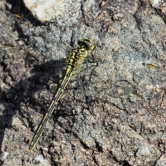 Austrogomphus guerini at Cotter River, ACT - 31 Dec 2016