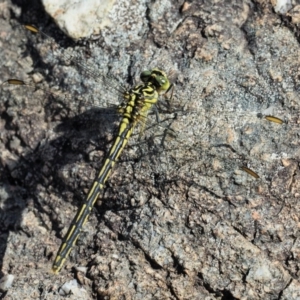 Austrogomphus guerini at Cotter River, ACT - 31 Dec 2016