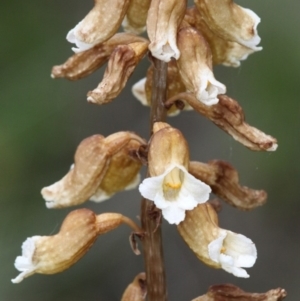 Gastrodia procera at Cotter River, ACT - 7 Jan 2017