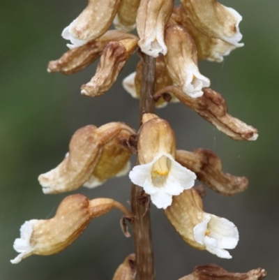 Gastrodia procera (Tall Potato Orchid) at Cotter River, ACT - 7 Jan 2017 by HarveyPerkins