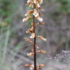 Gastrodia entomogama at Cotter River, ACT - 7 Jan 2017