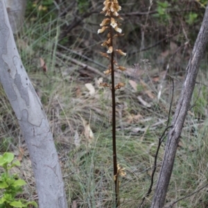 Gastrodia procera at Cotter River, ACT - 7 Jan 2017