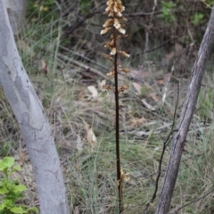 Gastrodia entomogama at Cotter River, ACT - 7 Jan 2017