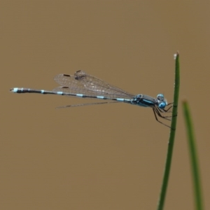 Austrolestes leda at Cotter River, ACT - 31 Dec 2016 11:15 AM