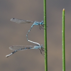 Austrolestes leda at Cotter River, ACT - 31 Dec 2016 11:15 AM