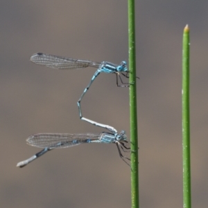 Austrolestes leda at Cotter River, ACT - 31 Dec 2016 11:15 AM