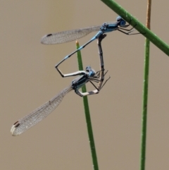 Austrolestes leda at Cotter River, ACT - 31 Dec 2016 11:15 AM