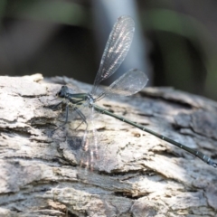 Austroargiolestes icteromelas (Common Flatwing) at Lower Cotter Catchment - 5 Jan 2017 by KenT