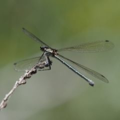 Austroargiolestes icteromelas at Cotter River, ACT - 5 Jan 2017