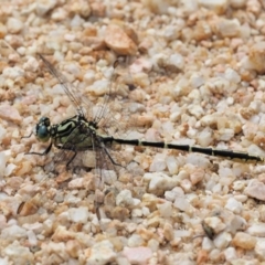 Austrogomphus guerini (Yellow-striped Hunter) at Cotter River, ACT - 5 Jan 2017 by KenT