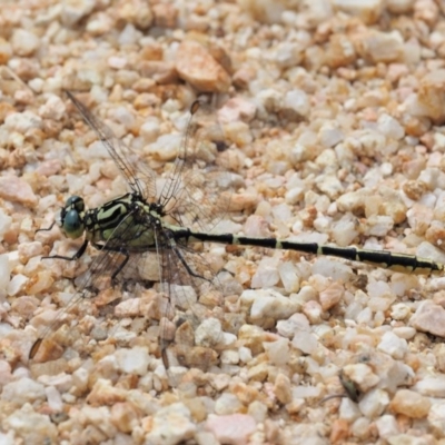 Austrogomphus guerini (Yellow-striped Hunter) at Cotter River, ACT - 4 Jan 2017 by KenT