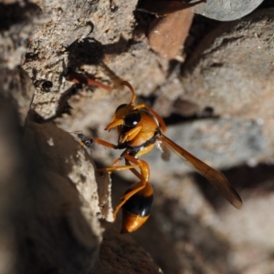 Delta bicinctum at Cotter River, ACT - 31 Dec 2016 09:31 AM