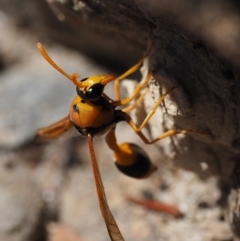 Delta bicinctum at Cotter River, ACT - 31 Dec 2016