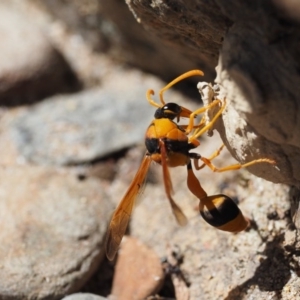 Delta bicinctum at Cotter River, ACT - 31 Dec 2016 09:31 AM