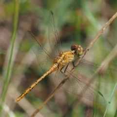 Diplacodes bipunctata (Wandering Percher) at Lower Cotter Catchment - 31 Dec 2016 by KenT