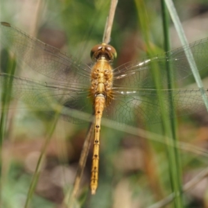 Diplacodes bipunctata at Cotter River, ACT - 31 Dec 2016