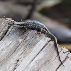 Eulamprus heatwolei (Yellow-bellied Water Skink) at Cotter River, ACT - 4 Jan 2017 by KenT