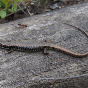 Eulamprus heatwolei at Cotter River, ACT - 5 Jan 2017