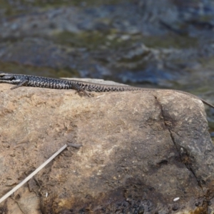 Eulamprus heatwolei at Cotter River, ACT - 5 Jan 2017 10:19 AM