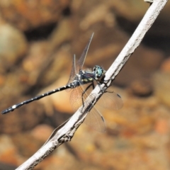 Eusynthemis brevistyla (Small Tigertail) at Lower Cotter Catchment - 31 Dec 2016 by KenT