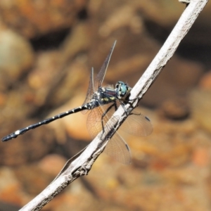 Eusynthemis brevistyla at Cotter River, ACT - 31 Dec 2016