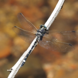 Eusynthemis brevistyla at Cotter River, ACT - 31 Dec 2016