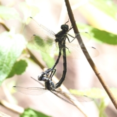 Eusynthemis brevistyla at Cotter River, ACT - 31 Dec 2016 12:39 PM