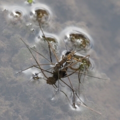 Gerridae (family) (Unidentified water strider) at Cotter River, ACT - 5 Jan 2017 by KenT