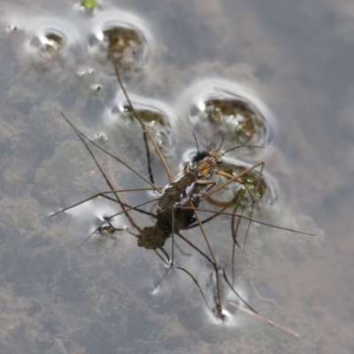 Gerridae (family) (Unidentified water strider) at Cotter River, ACT - 4 Jan 2017 by KenT