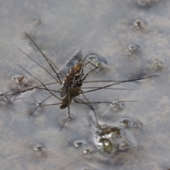 Gerridae (family) at Cotter River, ACT - 5 Jan 2017 09:23 AM